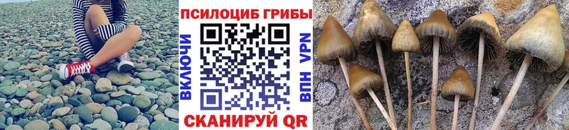 Купить  Каменск-Шахтинский  Псилоцибиновые грибы MAGIC MUSHROOMS 